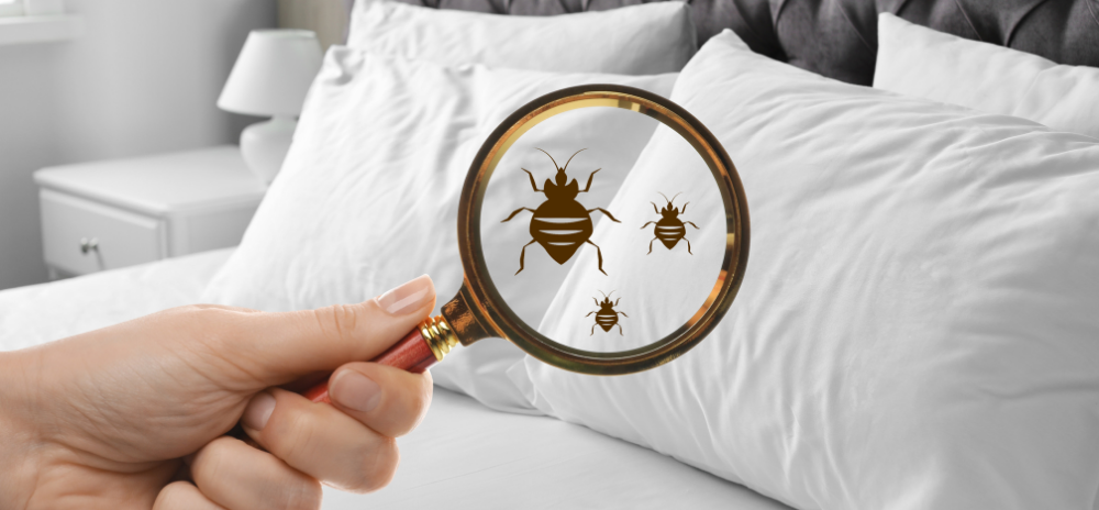bed bugs in the bed