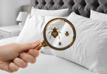 bed bugs in the bed