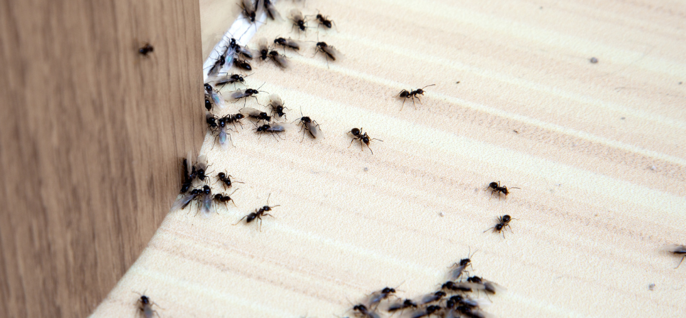 ants crawling inside the house