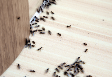 ants crawling inside the house