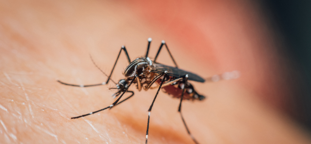 mosquito season in dallas